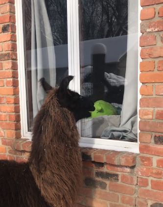 Como The Llama tweet media