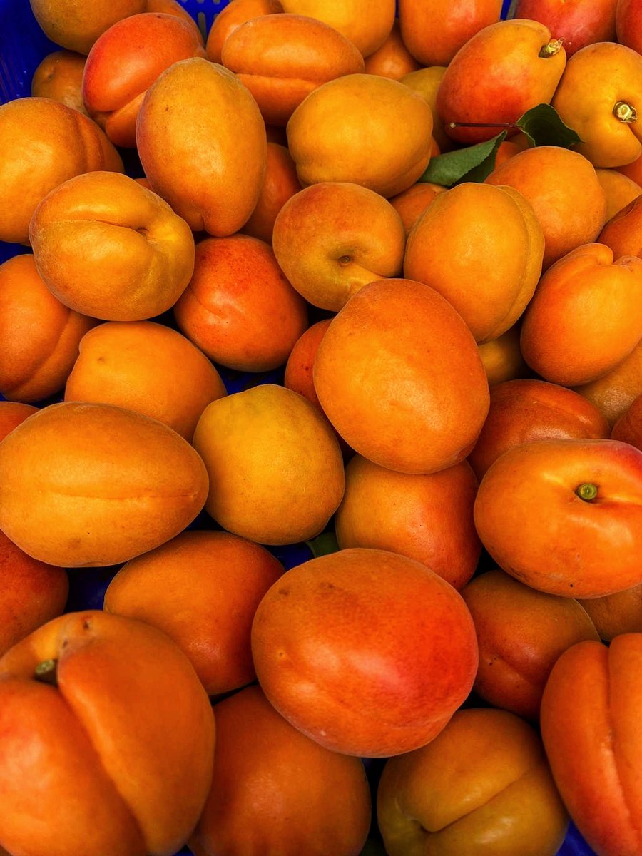 🩶❤️🥨 En Alsace ce soir 👉  Cueillette d'abricots avant l'orage 🌩 bon finalement on a eu 3 gouttes et c'était fini...