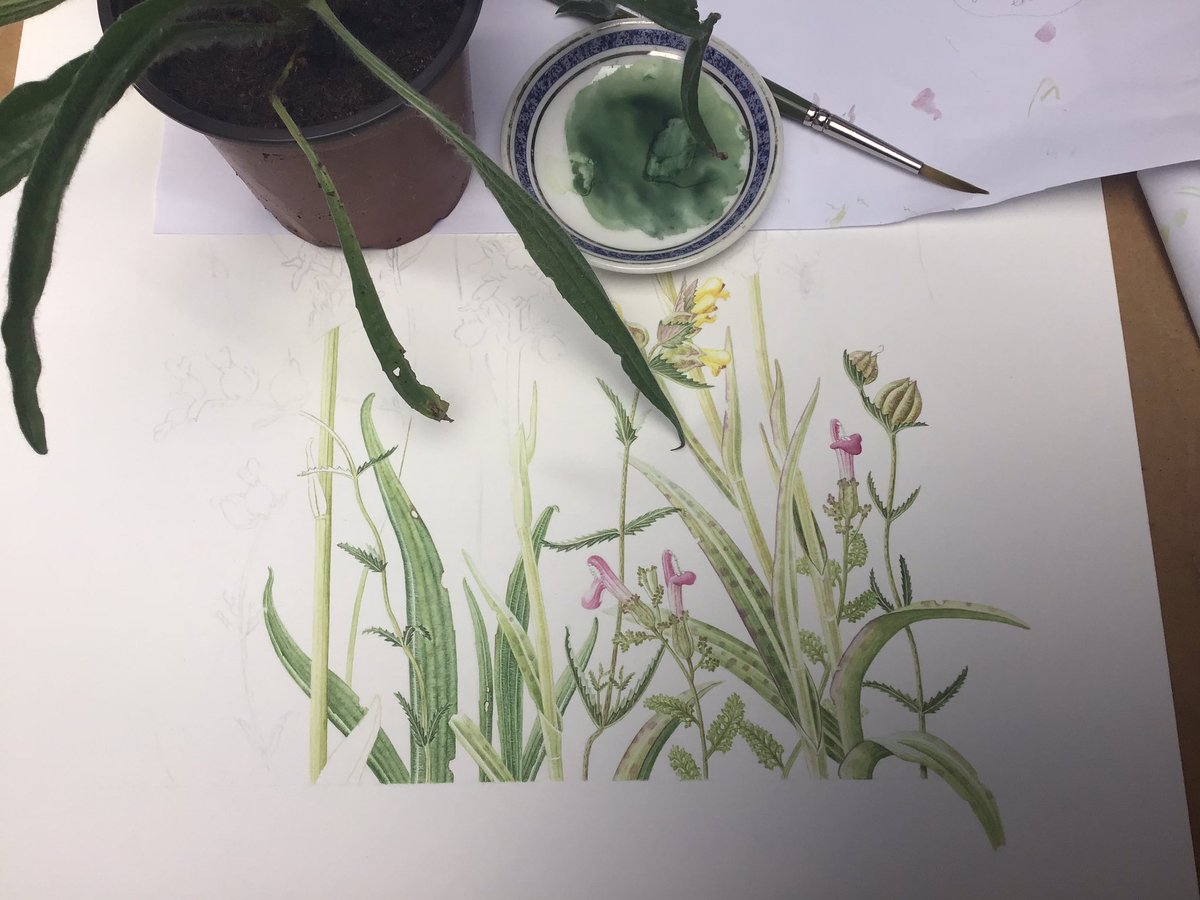ckbotanica's tweet photo. Painting Plantago with yellow rattle, lousewort and orchids. 
#welshmeadow #meadow #watercolour #botanicalillustration https://t.co/Uizl7f7X2N