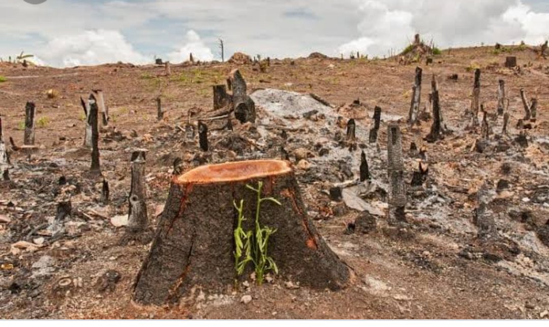 The loss of trees and other vegetation can cause climate change, desertification, soil erosion, fewer crops, flooding, increased greenhouse gases #ClimateCrisis #ClimateEmergency
#climateBrawl #GlobalWarming #pollution #FRACKING #globalhealth #cleanenergy #sustainableliving