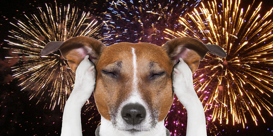 MarkHamill's tweet image. Wishing you all a wonderful #July4th, while reminding you all that dogs (&amp; most pets) HATE FIREWORKS &amp; suggesting that maybe you all should just watch them on TV instead.