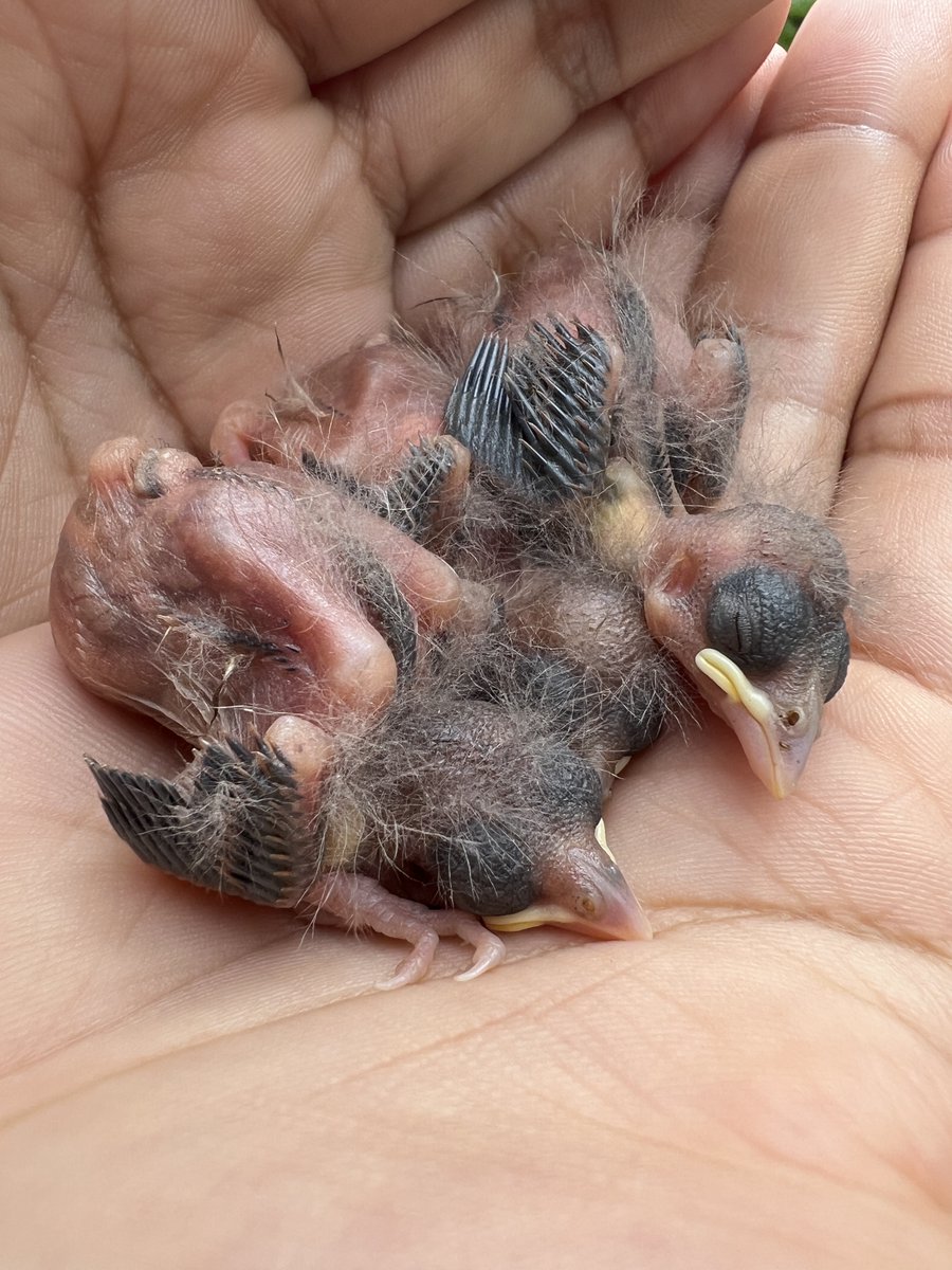 Sarah Knutie tweet media