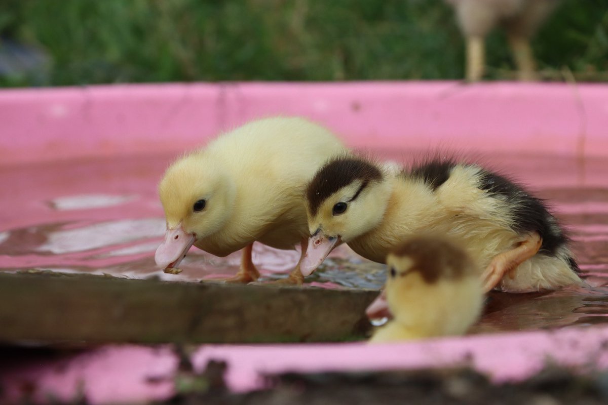 Farmily_buckets's tweet photo. Brilliant weather for ducks at the farm today and a few extra puddles to splash in, perfect for our super trooper ducklings, not quite as nice for Chris doing the rounds.
#caenhillcc #rainyday #weatherforducks #ducklings #babyducks https://t.co/cSxczyZtCt