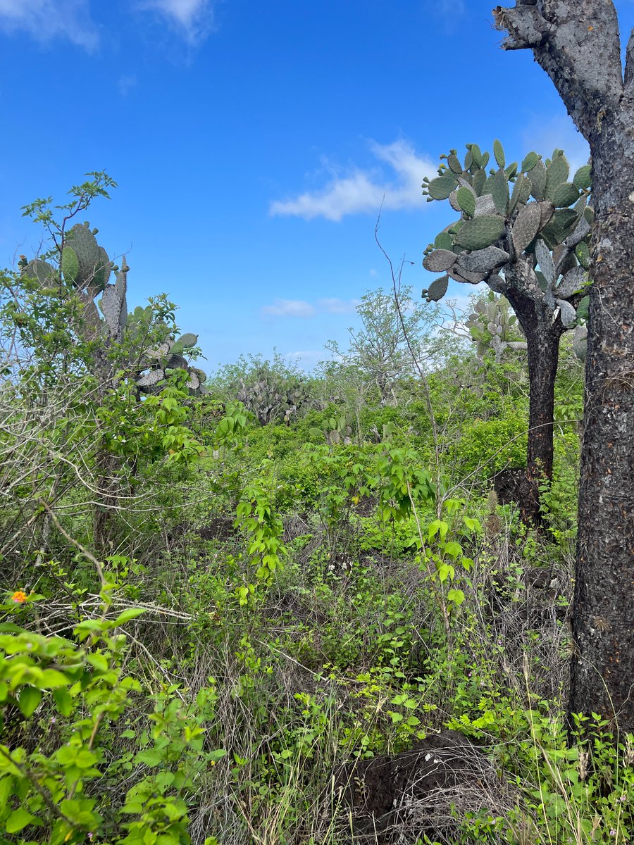 Sarah Knutie tweet media