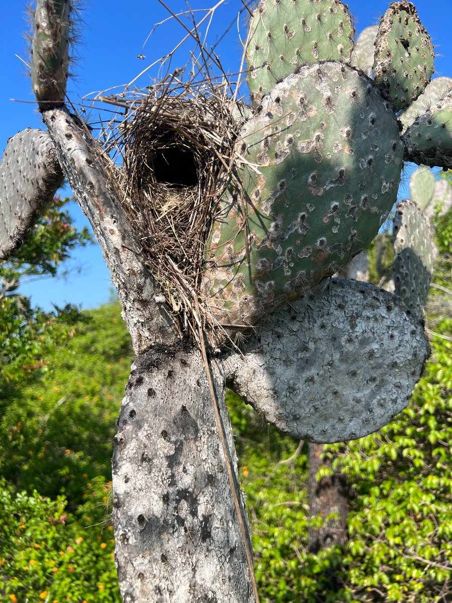 Sarah Knutie tweet media