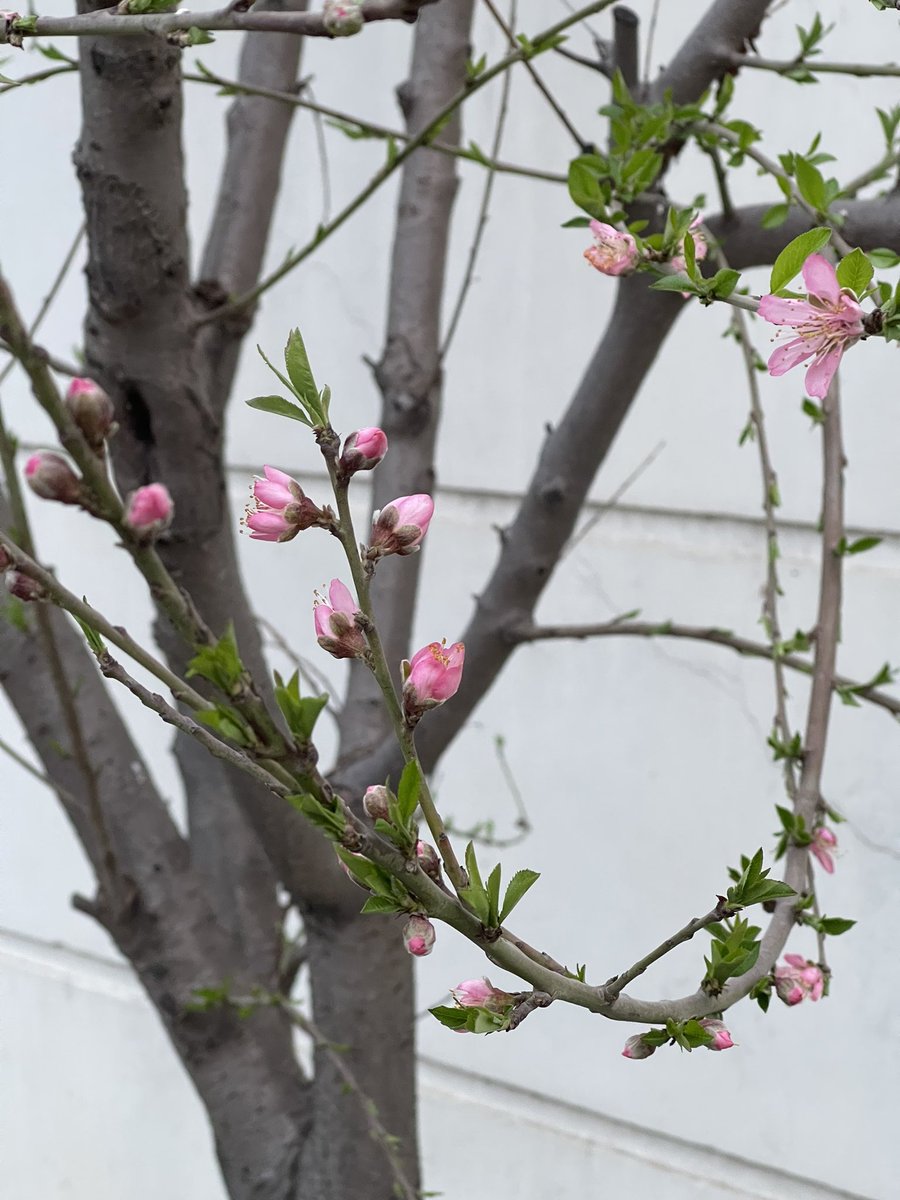 The blooms that led to our delicious peaches. #garden #GardenersWorld #GardeningTwitter #flowers #Flowers #floral #photograghy #NaturePhotograhpy #flowerphotography #HomeGarden #nature #naturelover #peach #peaches #fruit