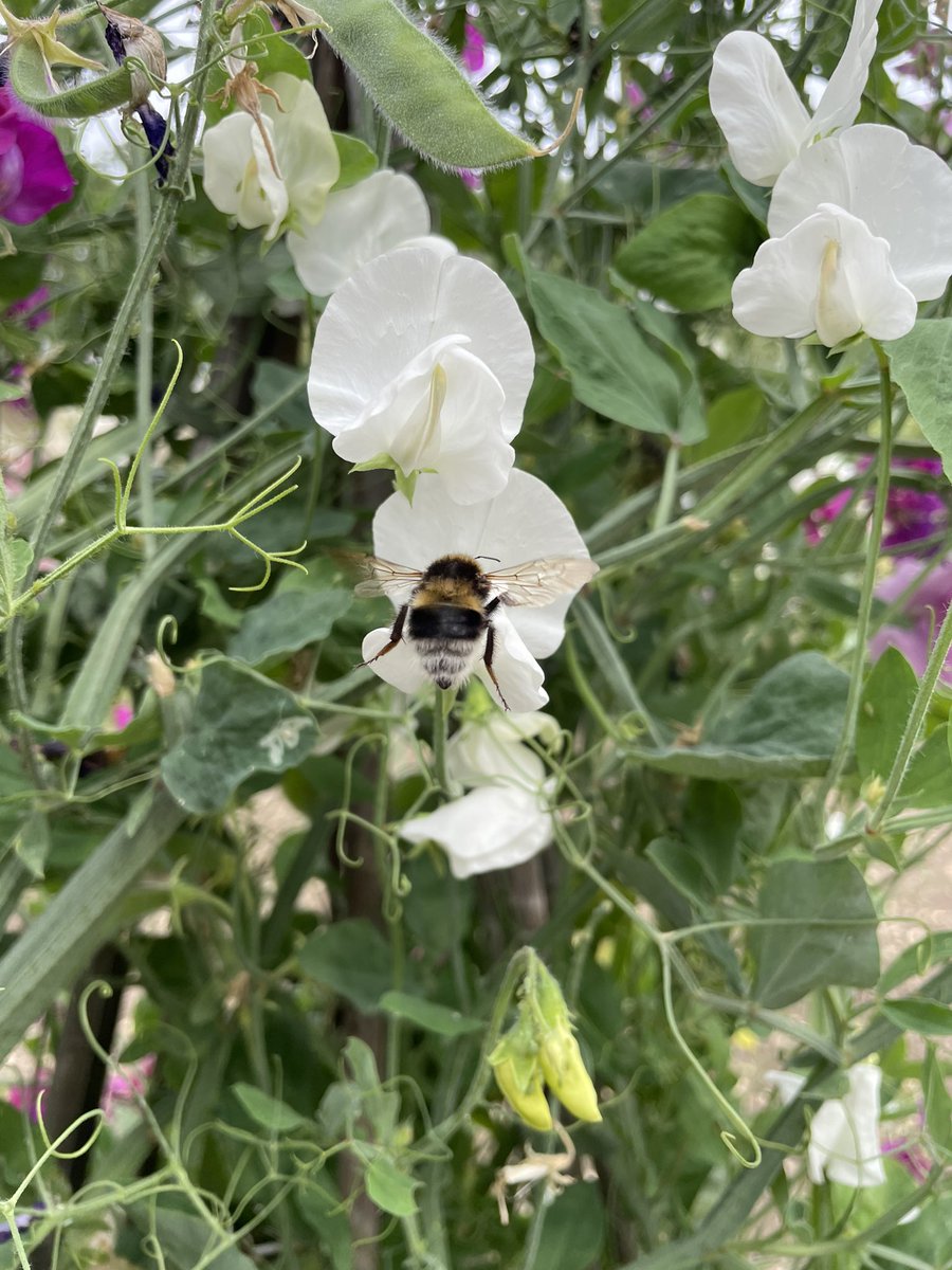 Little Ponton Hall today, beautiful!