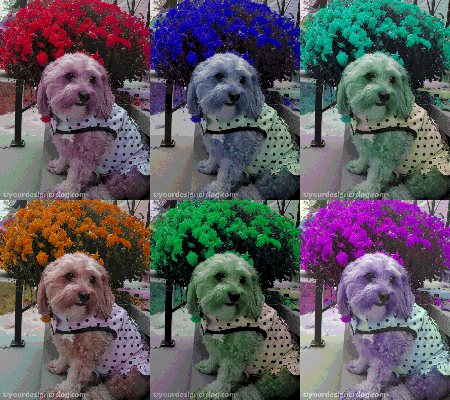 Caturday #Art #3 is.gd/MReCrW #blog #cute #designerdogs #digitalart #dogs #dogswithflowers #flowers #pets