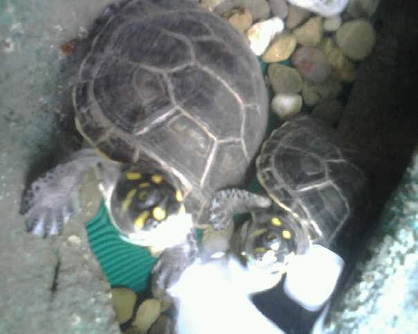 FrontezaCortal's tweet image. De pequeños típico todos tuvimos tortugas chiquitas que se pierden  pero yo las cuidé tan bien que me duraron hasta cuando tuve más de 25 años y las tuve que donar porque ya no entraban en mi estanque casero (cambie 4 veces de estanque porque crecían y crecían)  #DatoRandom