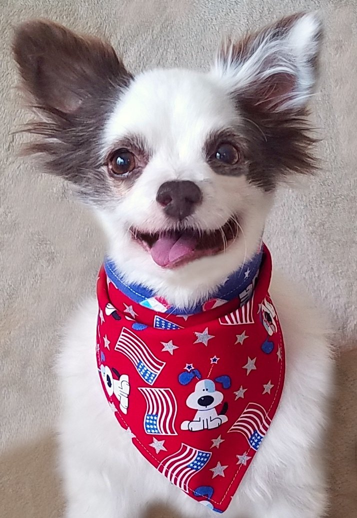 CharliePawsUp's tweet photo. Happy 4th of July 🇺🇸 ?!
On walkies me &amp; Mama got caught in a downpour!🌨
Waz so much rain I couldn't move! Mama scooped me up &amp; ran!
Dryin me took her eleventy hourz!
Now my tiny clothes &amp; Mama's clothes iz drippity drippin in da bathroom!
Happy Wet Dog Day!🤣❤🐶
#dogsoftwitter https://t.co/fIYT0EDige