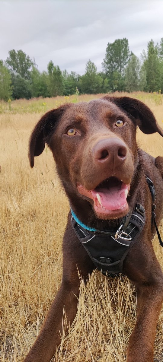 InspektorLuke's tweet image. Frauchen ist mit mir nach der Pieksetante eine extra lange Runde Gassi gegangen. Das war echt toll und jetzt kann ich ihr auch vielleicht verzeihen, dass ich vorher da hin musste. (Obwohl, da hab ich auch ganz viele Leckerlies bekommen.)