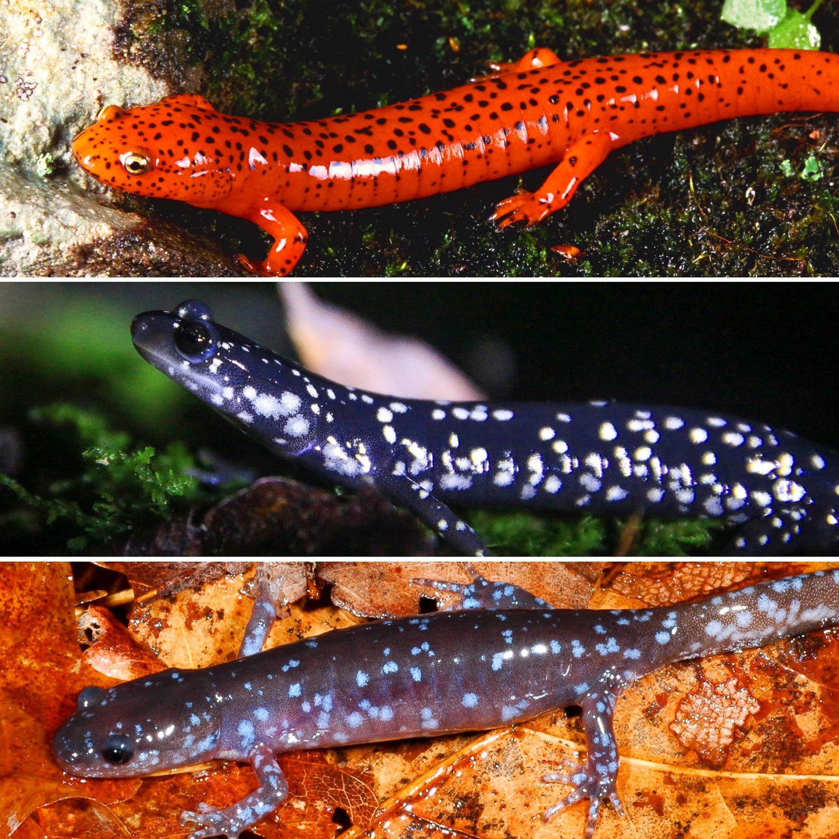 Happy #4thofjuly !

Salamanders feel pretty American to us, as the US has incredible sal diversity, containing about 1/3 of the world’s sal species. Appalachia alone has about half of those. It’s just another part of our country’s natural world to protect and be proud of!