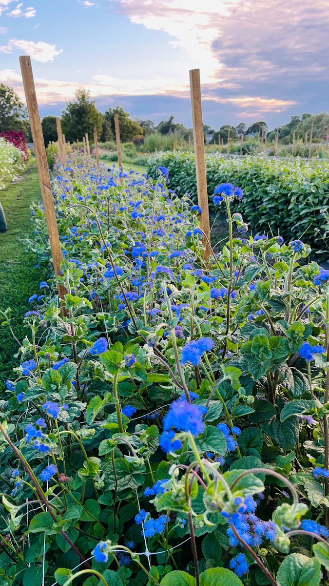 Celebrating the stars and stripes with gratitude and pride. Happy 4th of July from the Rhode Island Nursery and Landscape Association! 🌟🇺🇸 

📸 Photos from RINLA Member businesses:
- Hattoy's Nursery and Garden Center 
- Clark Farms 
- Fleurs Inc.
- Dahlia Shed