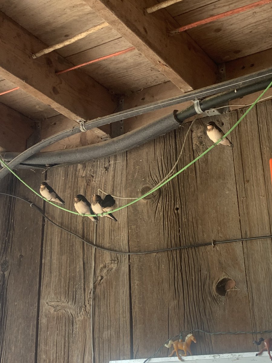 Birds on a wire.  Baby Barn Swallows resting after testing their wings.  <a href="/BurnbraeFarms/">Burnbrae Farms</a>