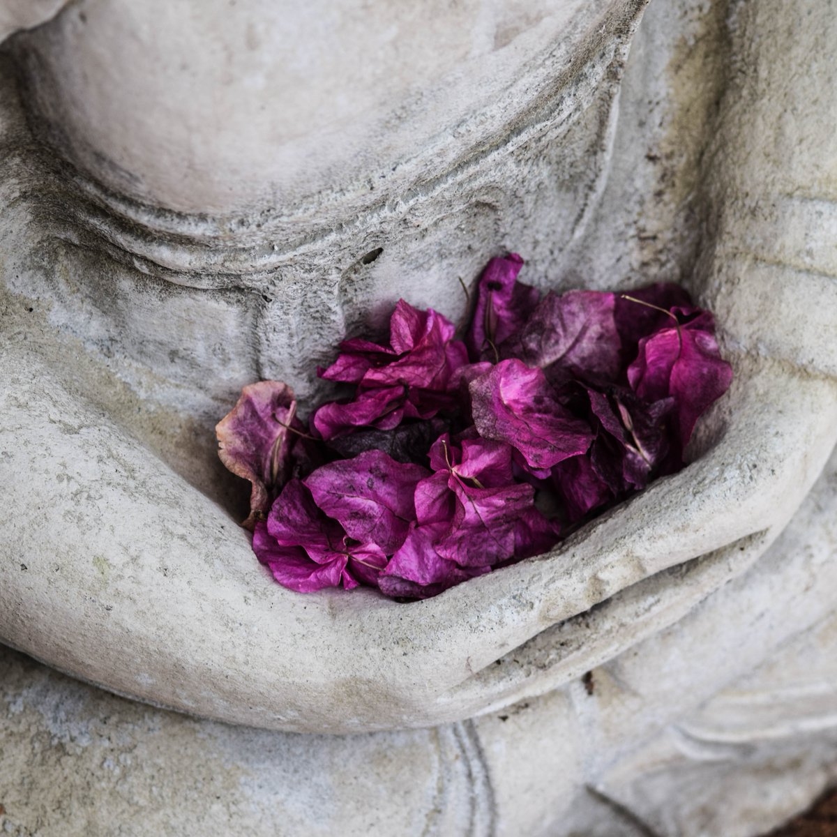 MindfulRewildi1's tweet photo. Save the date! Curl up &amp; reconnect with ancient wisdom for your mind, body &amp; spirit. My new book; The Power of Ancient Wellness:Traditional Remedies &amp; Activities for Modern Living is out in December with Michael O'Mara Books London #newbook #wellness #mindbodysoul #ancientwisdom https://t.co/jhoiNrkGvW
