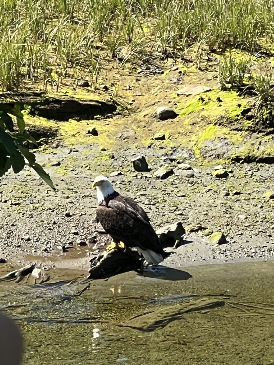 davidaxelrod's tweet photo. What better way to celebrate the Fourth than to spy a Bald Eagle! https://t.co/kPRqwQEZmd