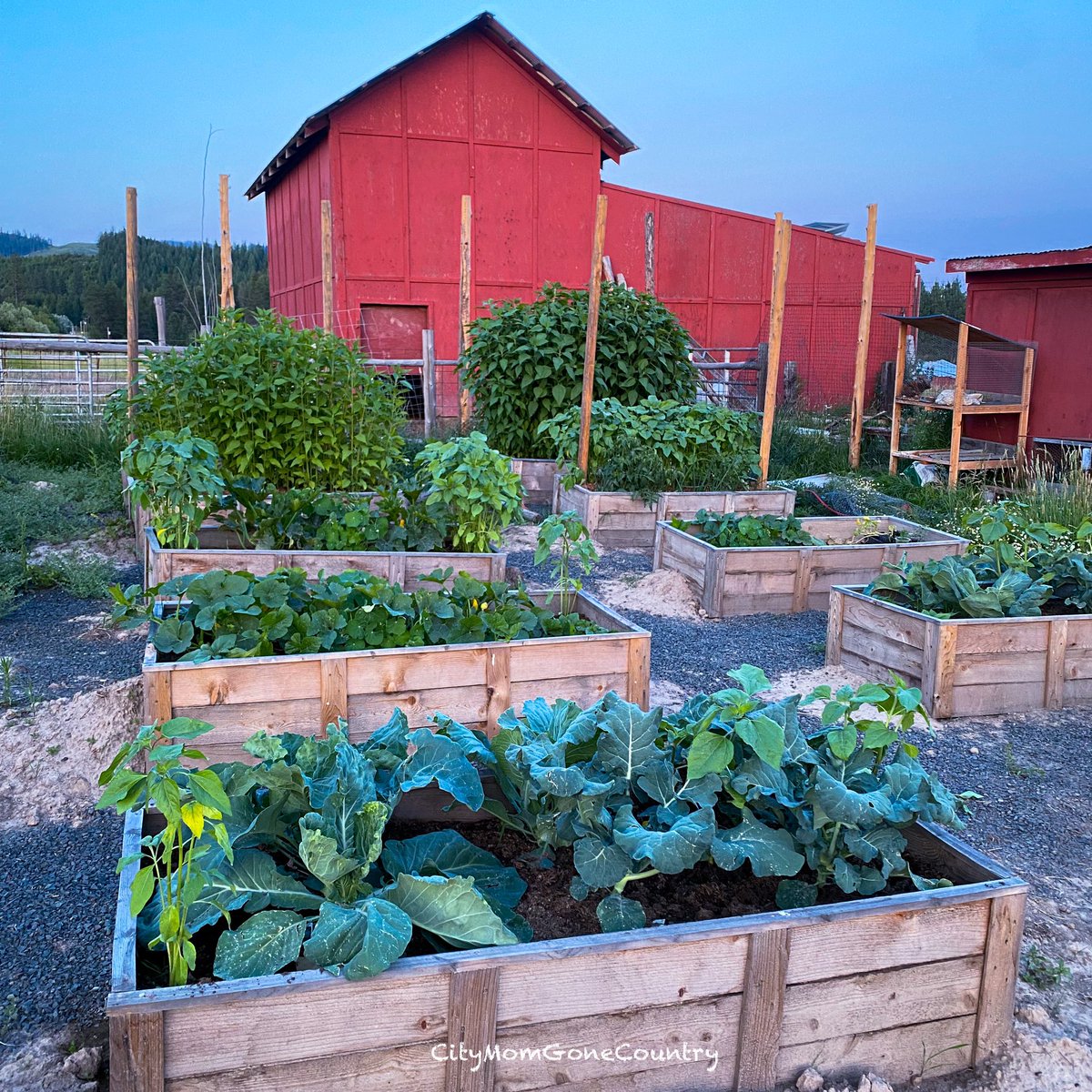 MomGoneCountry's tweet photo. Starting July with a beautiful garden 🥰 this is the side near our barn. Its just so fun to see how its grown from last year! 
#raisedbedgardening 
#citymomgonecountry_raisedbeds
#growyourownfood 
#companionplanting https://t.co/0JFEqFpXsn