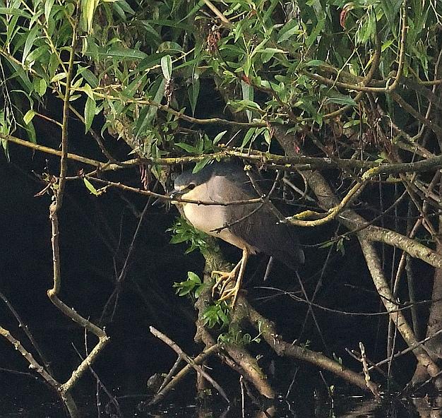 Lucky to be on site @RSPB_BurtonMere when news broke of this superb sub adult Night Heron found by local Stan Skelton.. Another great bird for this superb reserve & only my 2nd ever on #Wirral. Well done Stan 💥💥💥