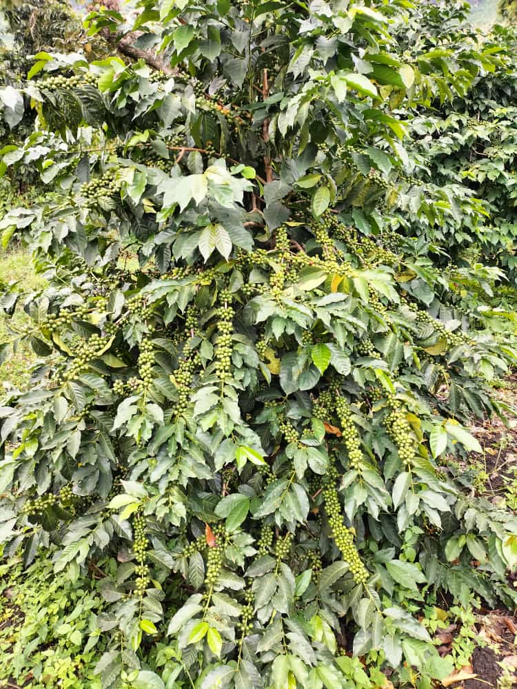 After using Yara Miller JAVA+NITRABOR  and Sprayed with Yara Vita CROP BOOST here are the Results  <a href="/mfarmguard/">Mr🇰🇪 Farmguard 🇬🇧 🥔</a> <a href="/Billngeno/">William Ngeno</a> <a href="/diangaronald/">Ronald</a> <a href="/Fredmunene_/">Farm With Fred</a> #MboleaNiyara