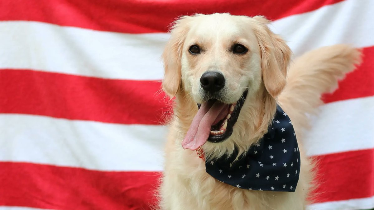 KTS_Law's tweet photo. Happy Independence Day! #July4th 🇺🇸 https://t.co/BhoekZIvJ5