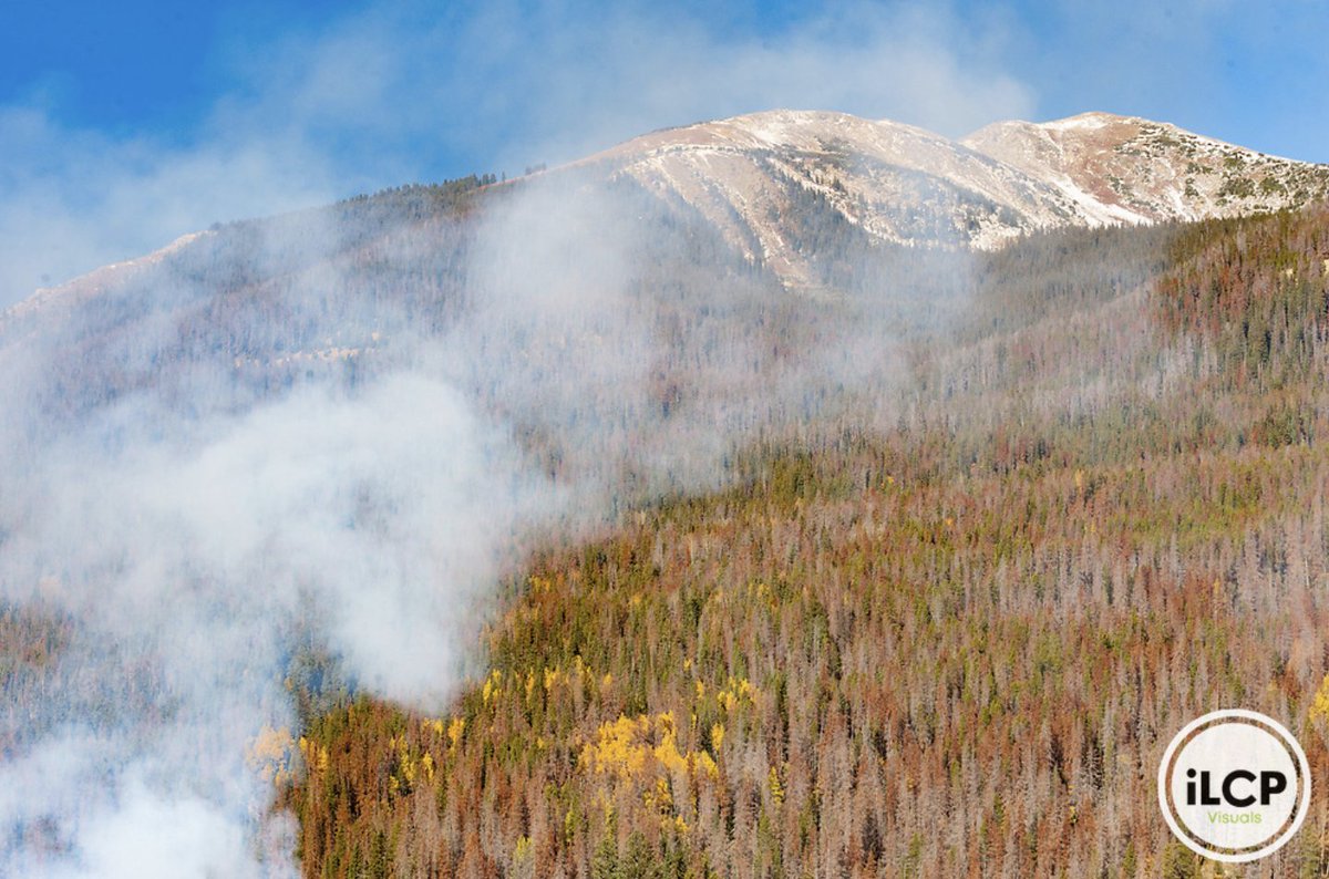 ILCP's tweet image. Fire and beetle killed trees. Colorado. Mountain Pine Beetle, (Dendroctonus ponderosae).

© Jeff Foott / iLCP
___
#ilcp #ilcp_photographers #imagelicensing #mountainpinebeetle #wildfires #westernwildfires #conservationphotography #forestry #coloradoforest