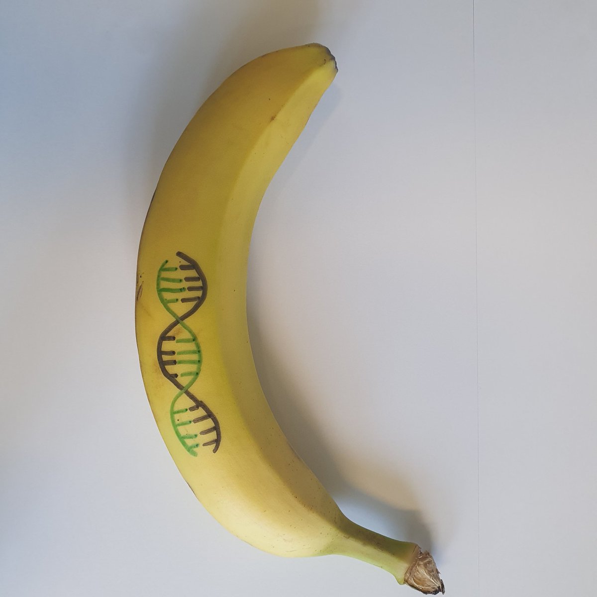 In drei Tagen ist lange Nacht der Wissenschaft. Und wir isolieren DNA aus
