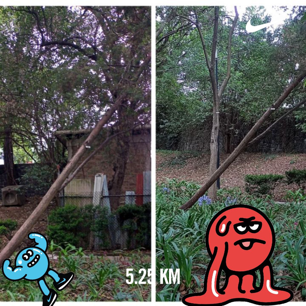 efrencasas's tweet photo. #TuesdayM otivation #running #nrc #nikeplus #nikerunning #JustDoIt #yoelegicorrer #fitover58 #corrersana #laufenmachtglücklich #RunDay #Chapultepec #CDMX #Laufen #esdecorredores https://t.co/YASvJRH5cH