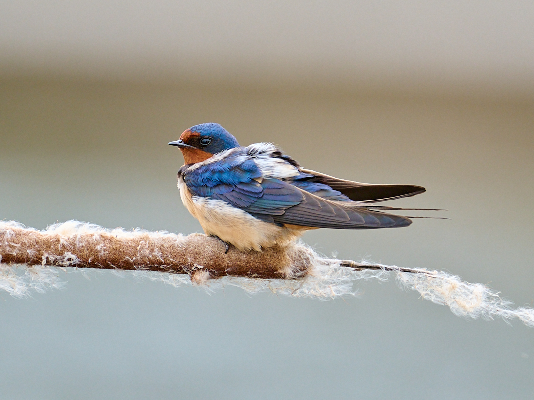 BazzasPhotoLife's tweet photo. 𝐁𝐚𝐫𝐧 𝐒𝐰𝐚𝐥𝐥𝐨𝐰 taking a rest from hunting.

An unmated male may kill the nestlings of a nesting pair. His actions often succeed in breaking up the pair affording him the opportunity to mate with the female (https://t.co/chqJ4YMoW1).

#ontariowildlife #ontario #birds https://t.co/2QQvMZ3uwL
