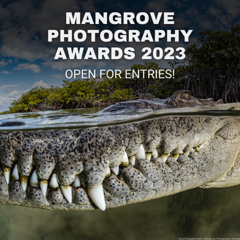 UNEP's tweet photo. The Mangrove Photography Awards 2023 is open for entries.

Enter your best images to highlight the beauty and fragility of mangrove ecosystems and inspire conservation actions around the globe!

Apply by July 23: https://t.co/6OWW7e2cJf

#GenerationRestoration https://t.co/Si7uljdCeB