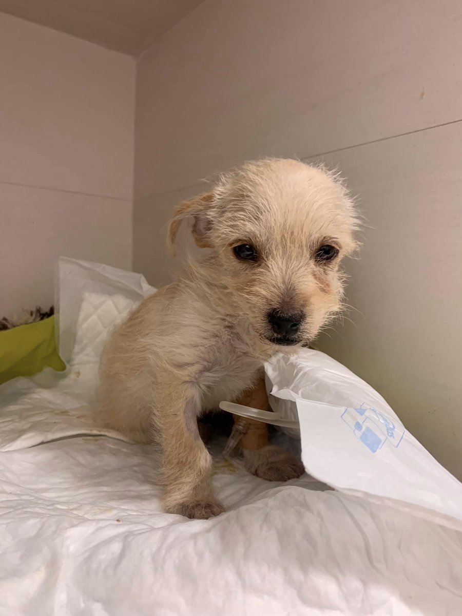 Ref_ElsAngels's tweet photo. ¡¡¡Nuestra peor pesadilla se ha confirmado!!!
Tenemos un brote de parvovirus.😿
(1/5) https://t.co/0hBBMgaUbW