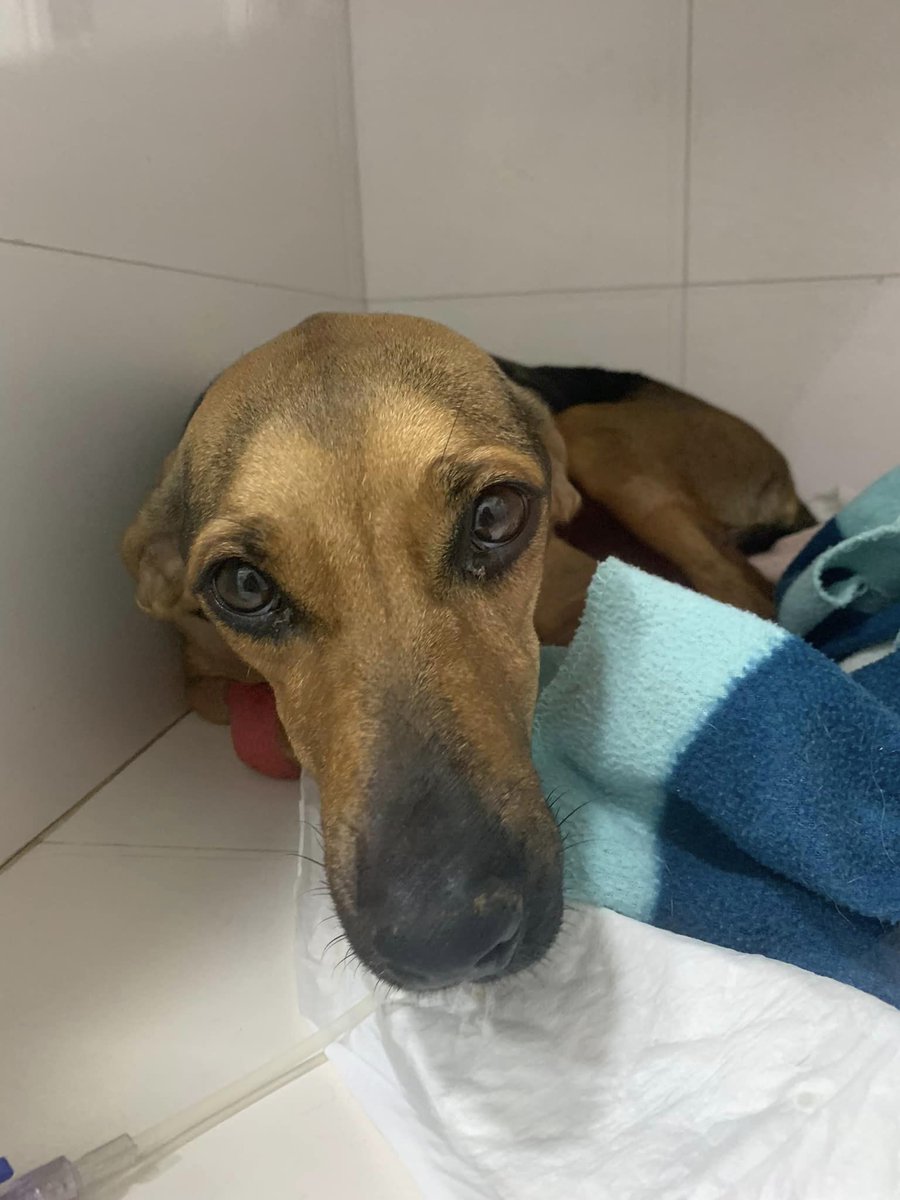 Ref_ElsAngels's tweet photo. ¡¡¡Nuestra peor pesadilla se ha confirmado!!!
Tenemos un brote de parvovirus.😿
(1/5) https://t.co/0hBBMgaUbW