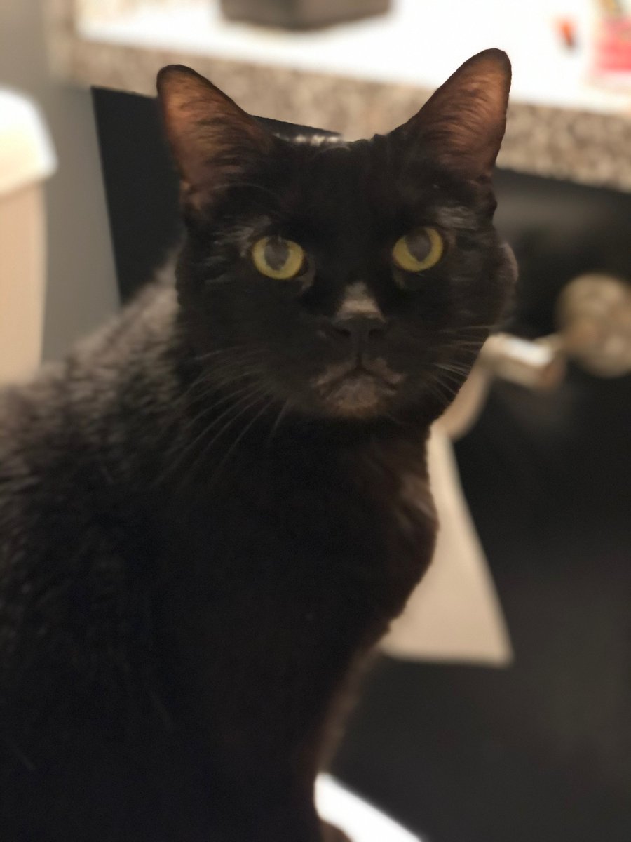 dab_cat900's tweet image. @axelmakes can u add pet naming? Spooky looks like a cat I used to have.