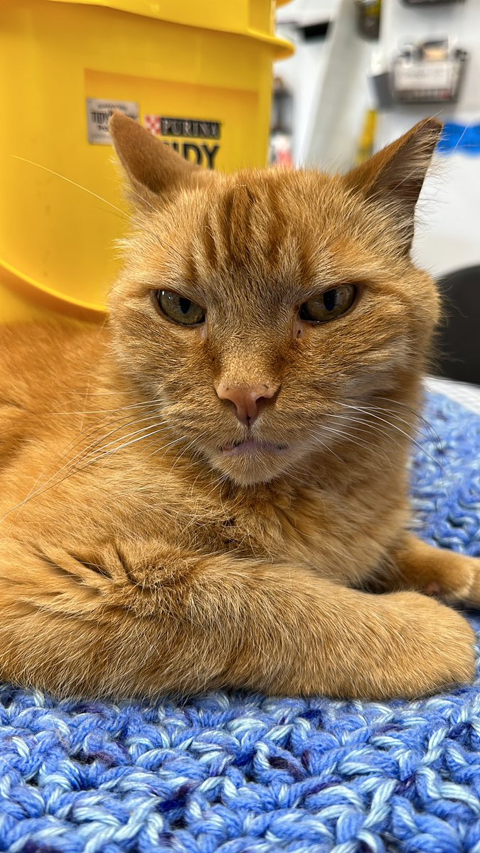 FurballFarmCatSanctuary tweet media