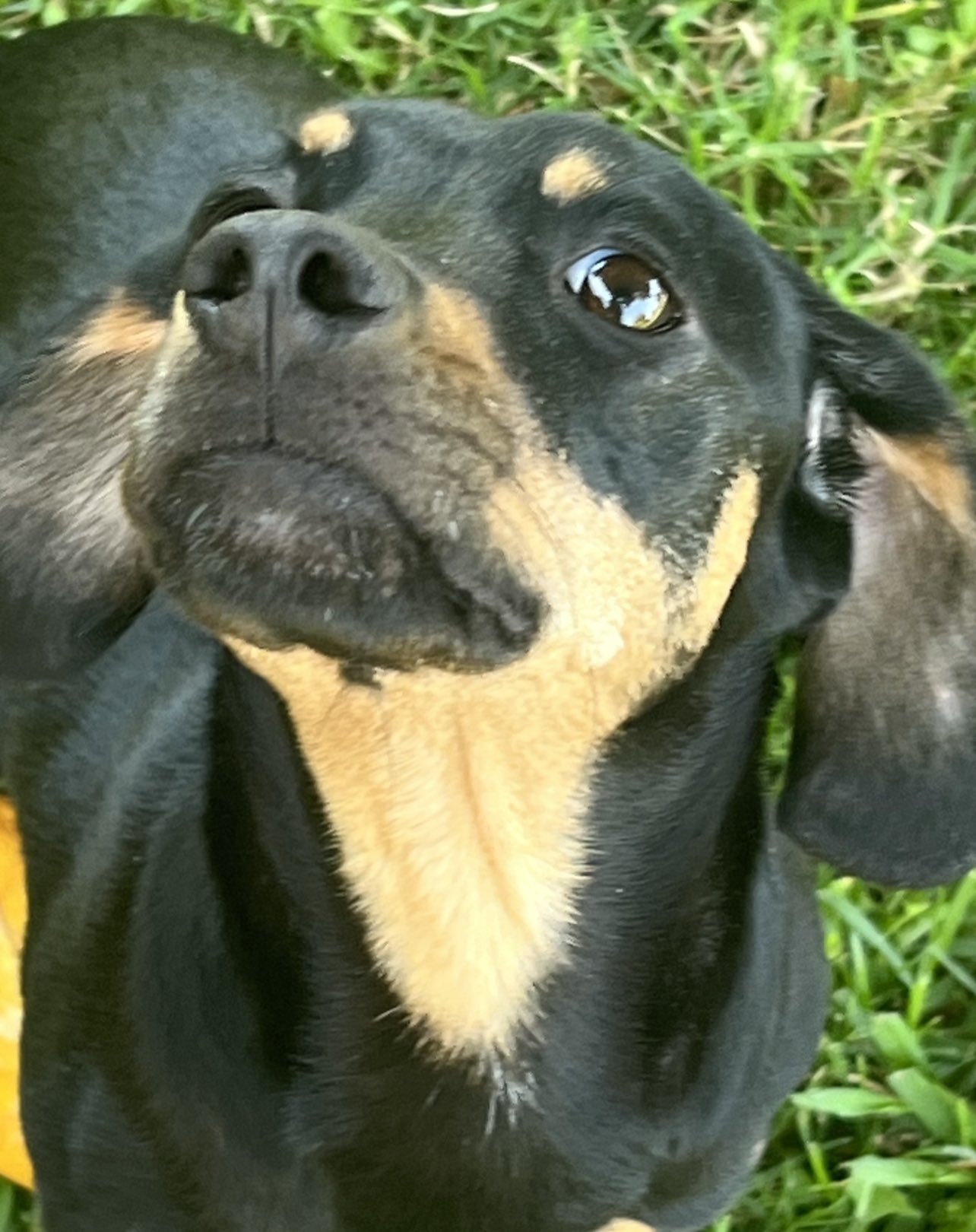 michaela okland on Twitter: “She is scared of the fireworks…. Not that