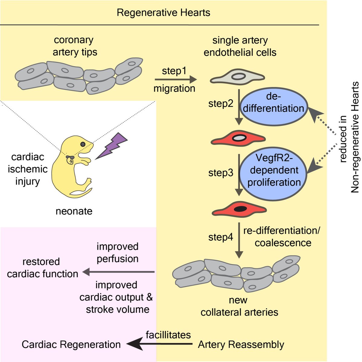 ATVB: An AHA Journal (@atvbahajournals) on Twitter photo New insights into vascular regeneration! <a href="/Soumya3693/">Soumyashree Das</a> and team at <a href="/NCBS_Bangalore/">National Centre for Biological Sciences</a> show Artery Cell De-differentiation and Cell Cycle Re-entry upon Cardiac Injury.
ahajrnls.org/3XCxBSZ
<a href="/GauriArolkar/">Gauri Arolkar</a> <a href="/sneha_srivatsa/">Sneha Srivatsa</a> <a href="/Karen_MGonzalez/">Karen Gonzalez</a> <a href="/surajk23/">suraj</a> <a href="/BhavneshBishnoi/">Bhavnesh Bishnoi</a> <a href="/PamR33/">Dr. Pam R</a> New insights into vascular regeneration! <a href="/Soumya3693/">Soumyashree Das</a> and team at <a href="/NCBS_Bangalore/">National Centre for Biological Sciences</a> show Artery Cell De-differentiation and Cell Cycle Re-entry upon Cardiac Injury.
ahajrnls.org/3XCxBSZ
<a href="/GauriArolkar/">Gauri Arolkar</a> <a href="/sneha_srivatsa/">Sneha Srivatsa</a> <a href="/Karen_MGonzalez/">Karen Gonzalez</a> <a href="/surajk23/">suraj</a> <a href="/BhavneshBishnoi/">Bhavnesh Bishnoi</a> <a href="/PamR33/">Dr. Pam R</a>