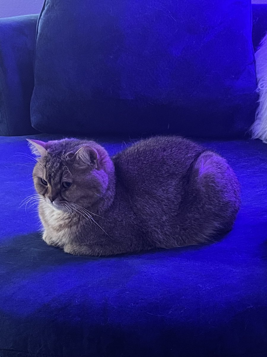GeauxSoundMoney's tweet photo. Asher says Happy Independence Day 
#loafofbread https://t.co/HAzwQ7Dbyo