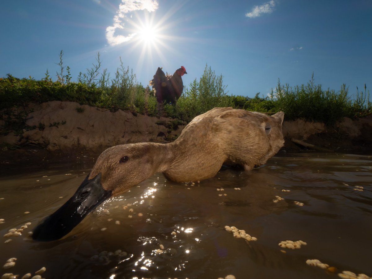 DuckFoodBot's tweet photo. There was a chicken who wished to quack like a duck.
She yearned for a pond and a bit of duck’s luck.

(retweet to send a snack https://t.co/bCx4zPeNUf) https://t.co/8tBxr7NKzb
