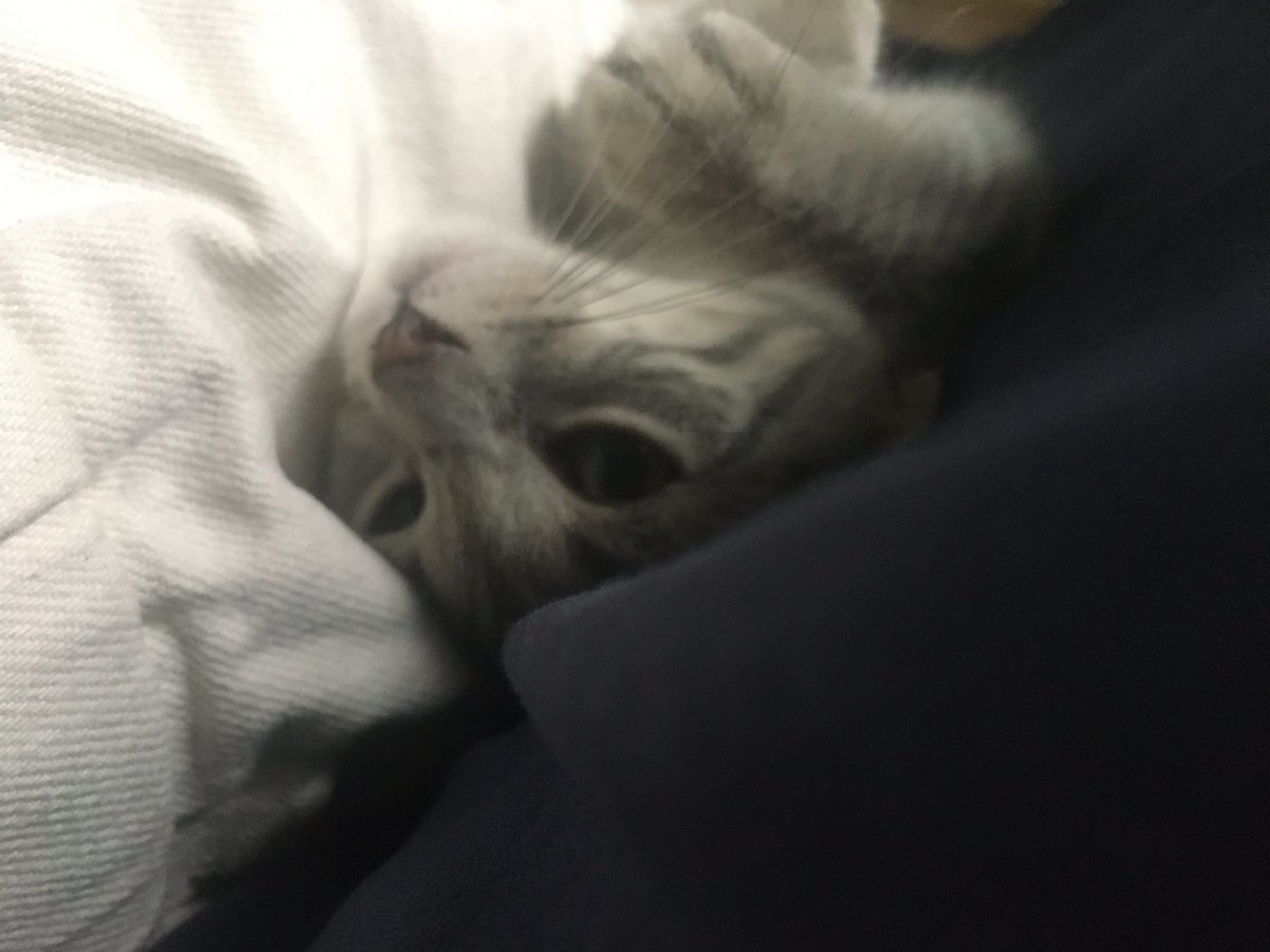 s_munagama's tweet photo. Finally it’s happening! Company of a cat after 6 months https://t.co/7aYLmurB1x