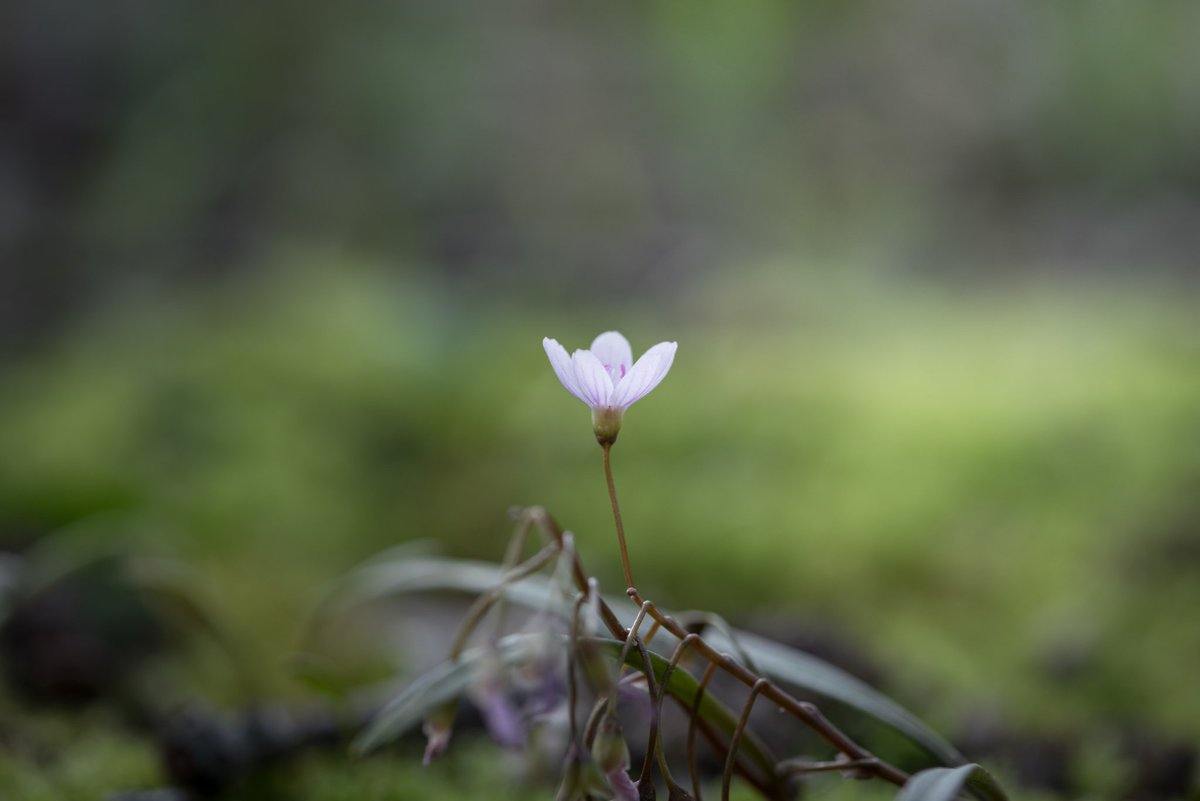 adrian_handzel's tweet photo. | Prospering Flower |

May 2023 https://t.co/A8IdFgUNMo