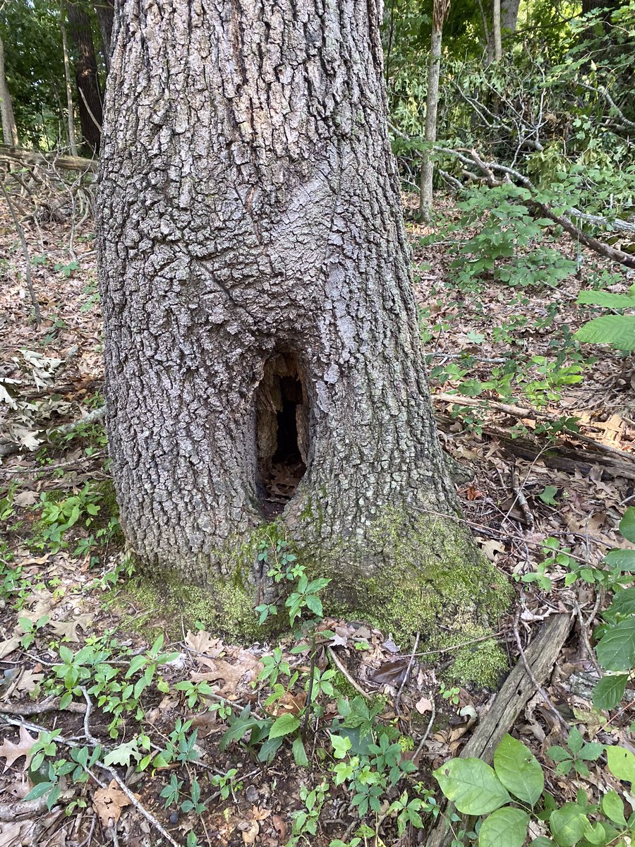 SuzanneBrosnan1's tweet photo. Trails aren’t to fun when you’ve got trees down but can still see the beauty. #cavecountrytrailschallenge #butlercountyky https://t.co/tXdQvNAy84