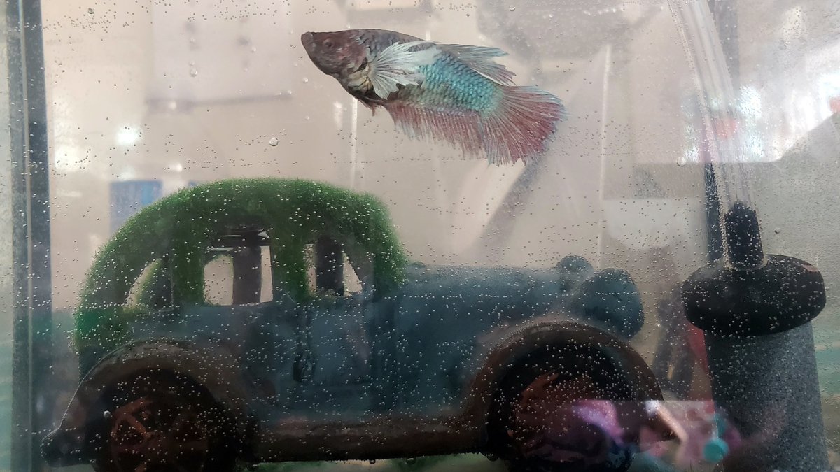 RakeshGaming_'s tweet image. I got myself a personal Sangonomiya Kokomi #feesh