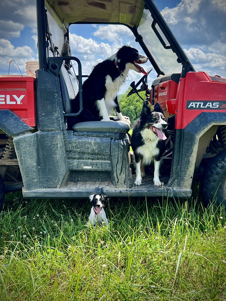 Happy Fourth - from Puck, Pili and little Bette. 😊
