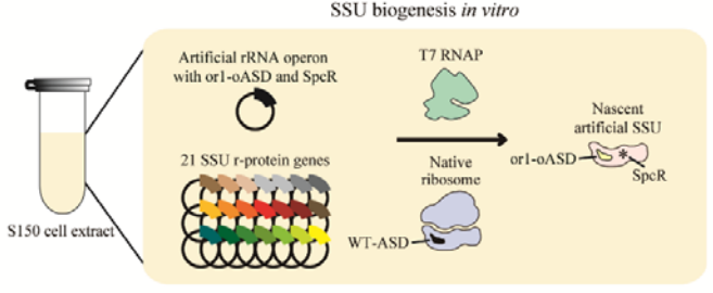 Niko McCarty 🧫 (@nikomccarty) on Twitter photo Day 26 of great biology papers.
"Reconstitution of ribosome self-replication outside a living cell," by Kosaka et al. (2022).
This paper marks the first time that scientists coaxed ribosomes to make other ribosomes entirely in a test tube. A step toward synthetic life.
******* Day 26 of great biology papers.
"Reconstitution of ribosome self-replication outside a living cell," by Kosaka et al. (2022).
This paper marks the first time that scientists coaxed ribosomes to make other ribosomes entirely in a test tube. A step toward synthetic life.
*******