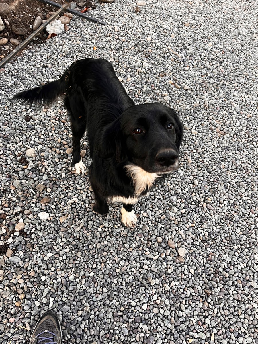 Alguien x acá quisiera adoptar este bella negrita regalona? Es como un cocker de tamaño, esterilizada, ultra dócil y humilde, la abandonaron d una constructora y merece una oportunidad x fa! Help! Whatsaap +56987685580 RT xfa