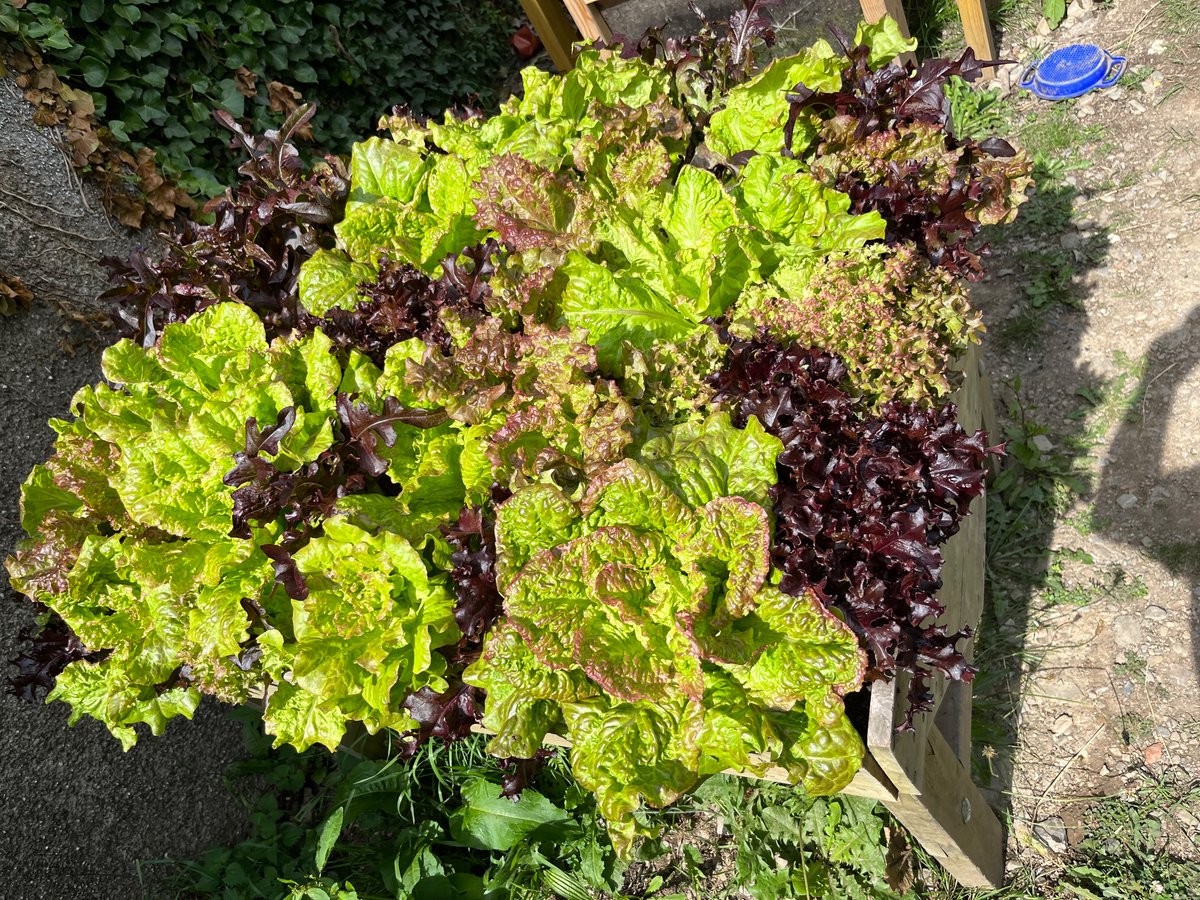 Clwb garddio wedi bod yn brysur iawn yr hanner tymor diwethaf! Mae’r llysiau a ffrwythau yn tyfu’n arbennig yn ein ardd newydd. 🫛🥬🥕
#cyngorecollanllwni
#ymaacacwllanllwni 
#eliegwyddorolllanllwni