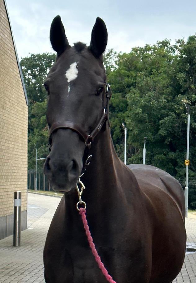 📣 Exciting news! Frank, the Army horse, has found his forever home! Off to Scotland he goes 🏴󠁧󠁢󠁳󠁣󠁴󠁿 Our rehoming process is simple: registered individuals will receive horse information and detailed instructions via email. #ARMY #ArmyHorseRehoming #militaryworkinghorse #horses