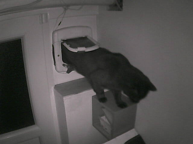 PepitoTheCat's tweet photo. Pépito is back home (22:25:35) https://t.co/uQnqLQ7uee
