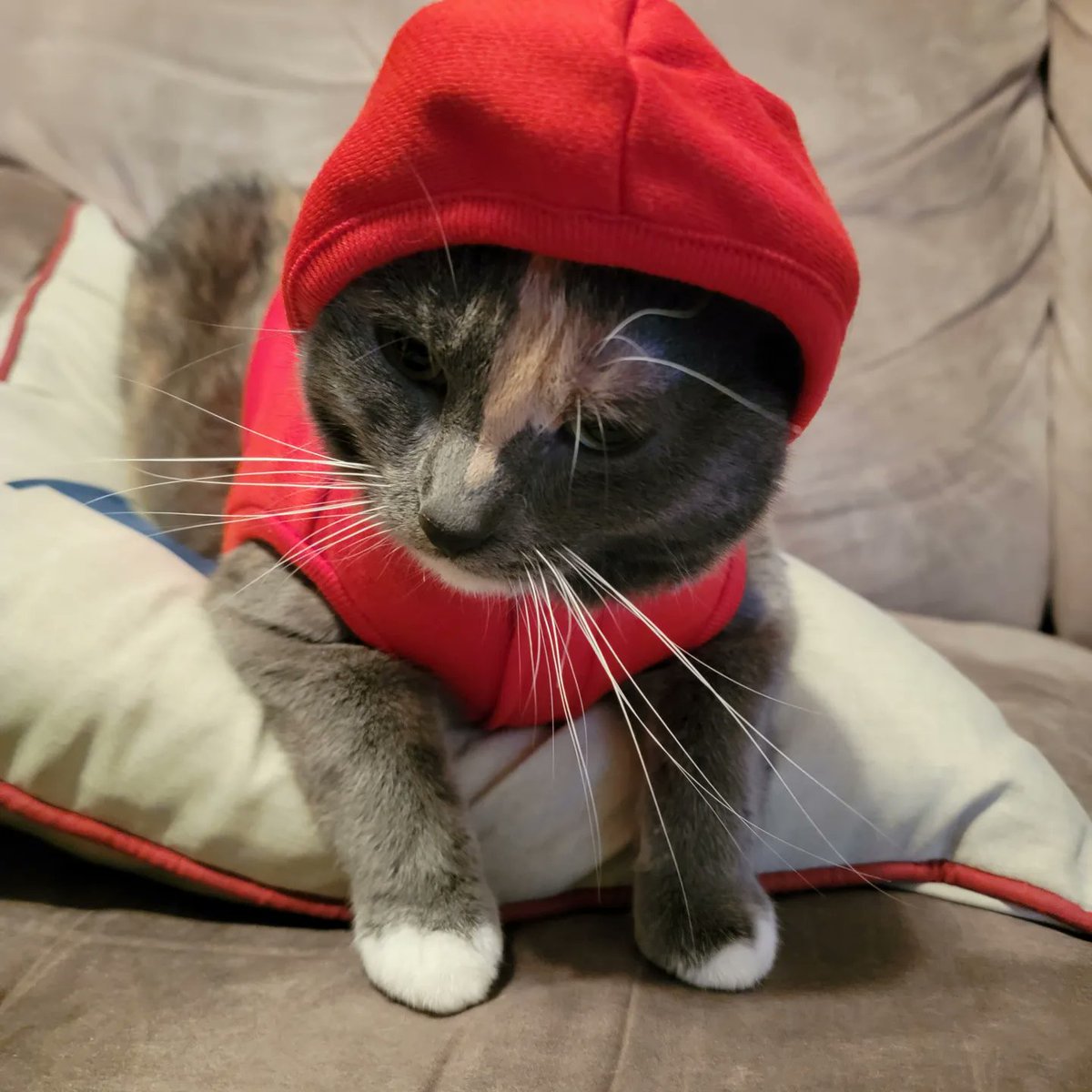 bethanygb879's tweet photo. I'm saddened by the lack of people who saw me and my stylish kitty today when we were out and about doing important things like picking up mackerel at @PetSmart #stylin #kittenswithmittens #litterrun #catmom #4thofJuly2023 #cats https://t.co/v0TyMdbC4x