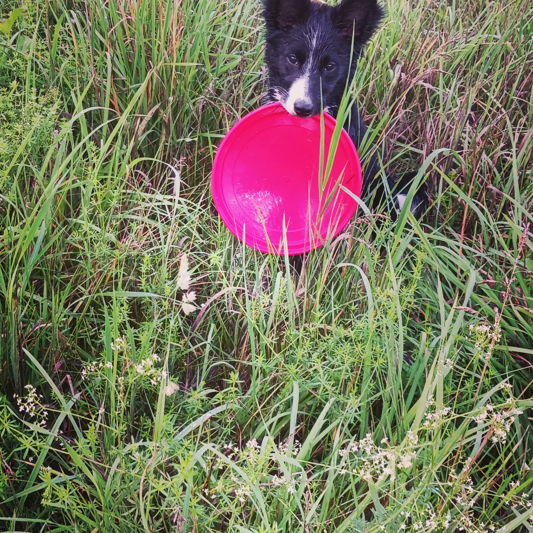 Sørina Higgins tweet media