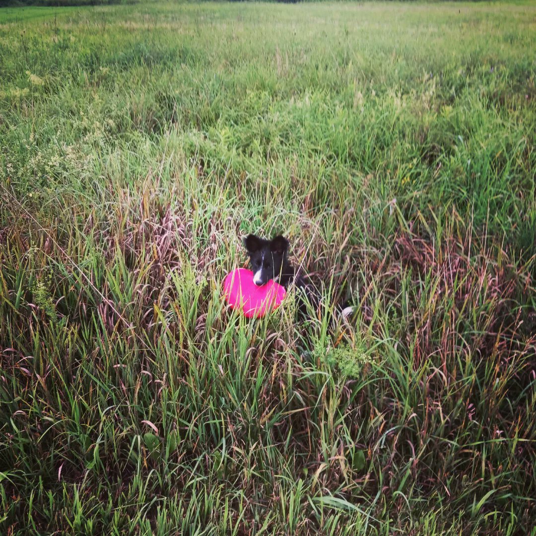 Sørina Higgins tweet media